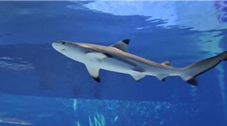 台中海洋館結合互動投影 鯊魚缸遭疑無實體魚 官方給解答