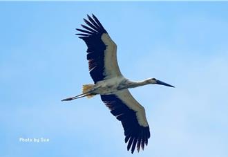 吸引瀕危東方白鸛「來台入籍」 日本專家出手助改善棲息平台