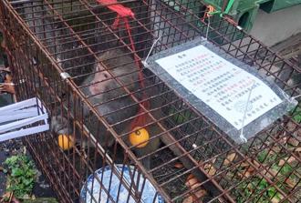獼猴逛北投市場吃水果霸王餐 逃竄2個月終在關渡落網