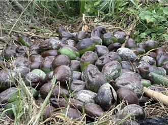 台東酪梨連遭寒害颱風重創 農業部允專案補助協助復耕