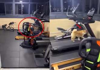 無人跑步機竟在動！　「牠」驚見被偷拍快閃跳離