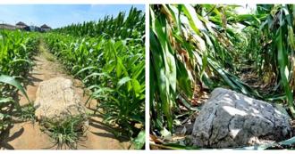 大陸「最矮的山」！一腳就能跨過遭酸是石頭  官方回應了