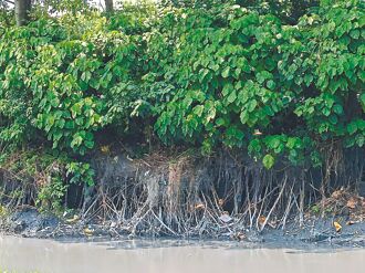 護木棉道 彰縣搶救東螺溪堤岸