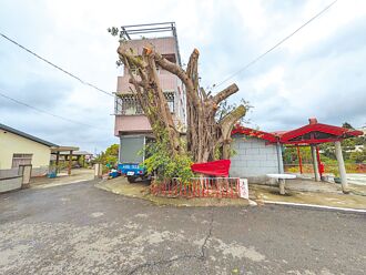東山老榕樹慘修禿 公所罰廠商