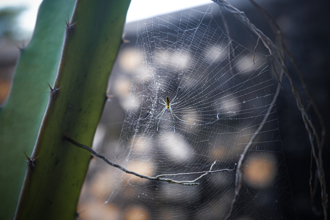 不是唬爛！蜘蛛遇暴雨一舉動驚呆萬人：跟夜市老闆沒兩樣