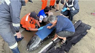 瑞氏海豚搁浅车城海口港   疑尾鳍受伤急送成大专业救护