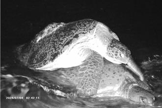 台灣海龜產卵數量創近年新高 6棲地「龜」影重重