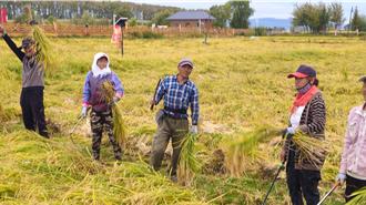 陸農村電商蓬勃發展 1-7月農產品網路零售額激增7.4％