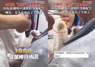 慘被蜜蜂叮「貓中」　鏟屎官送醫拔針痛到狂出拳