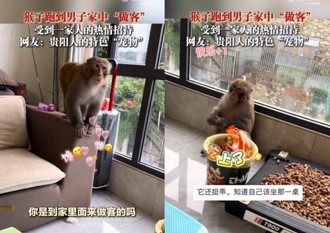 猴哥闖民宅猶如回老家　竟乖坐貴賓席「吃花生」