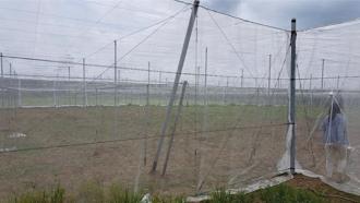 高雄農損救助8／22開跑 旗山稻米、杉林果園列入補助