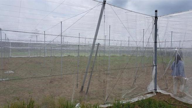 高雄農損救助8／22開跑，旗山稻米、杉林果園列入補助。圖為高雄農地網室加強固定以防楊柳颱風。（本報資料照／高雄市農業局提供）