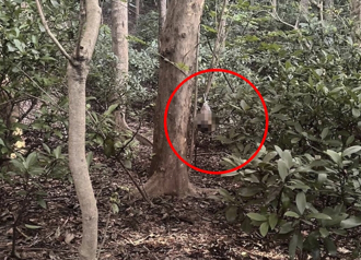 十八尖山驚見「死貓掛樹頭」 民俗專家曝禁忌習俗真相