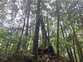 大雪山遊樂區8／25起部分路段封閉 將移除6棵危險樹木