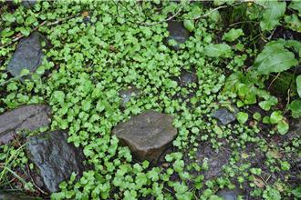 國寶魚保衛戰！雪霸公園攜手宅配通清除300公斤外來種植物