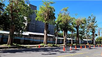 台東高中周邊黑板樹浮根 破壞人行道鋪面 縣府將移除