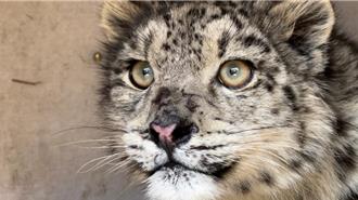 青海「雪山之王」雪豹產品爆紅！ 揭祕文化新IP