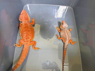 超商包裹窜出松狮蜥 买家挨罚1万