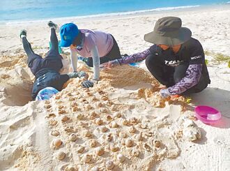 產卵海龜數 創4年同期新高