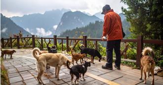 愛心壞事1／超噁畫面曝！國家公園內餵流浪狗　埋葬蟲狂嗑腐敗狗糧