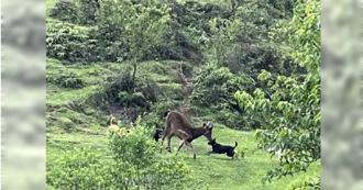 愛心壞事2／抓到必罰！陽明山餵狗成災　硫磺谷監測不到野生動物蹤跡