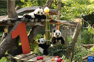 在德出生的第二對大貓熊雙胞胎  夢好、夢甜迎來一歲生日