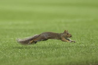 MLB》松鼠闖洋基球場還站上投手丘！球員傻眼：沒遇過這種事