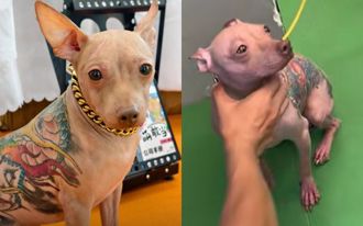 無毛犬「全彩滿背刺青」 引眾怒！陸紋身師喊：全程無痛施作