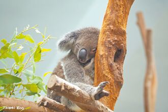 慶祖父母節 動物園樂齡5部曲好養生
