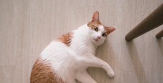 養毛孩1疏忽竟「收3萬罰單」 妹子傻眼 一票飼主也炸鍋