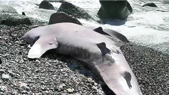 台東海灘驚見龐然巨物   逾3公尺幼鯨鯊擱淺死亡