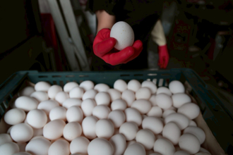 菜價影響蛋價再漲2元 批發價每台斤46元近3個月新高
