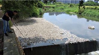中壢洽溪上萬尾死魚飄惡臭 桃園市環保局曝原因