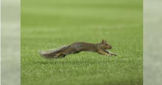 洋基對紅襪激戰意外插曲！松鼠誤闖投手丘 限量卡紀念