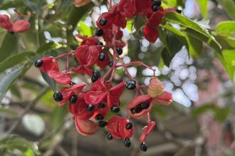 陽明山紅果炸裂！野鴉椿宣告夏秋交替