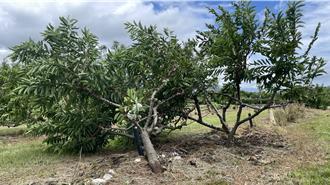 2億釋迦農損卻領嘸錢？「風速」爭議卡理賠