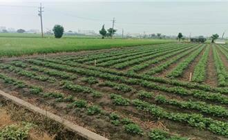 農業廢棄物變黃金！台南農改場推循環技術 作物產量飆升