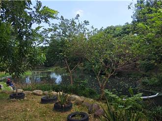 南崁人工濕地復育有成 市府擬導入智慧科技監測雜草