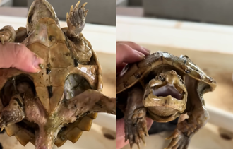 鱷龜被遺忘1年未餵食 慘成「骷髏龜」竟奇蹟存活
