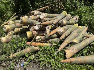 颱風攪局筍價創新高  小偷狂收割還攻擊園主