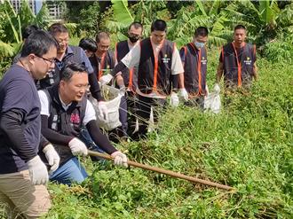 小花蔓泽兰入侵！桃市府出招 提高收购价防堵外来种