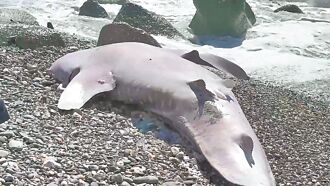 逾3公尺鲸鲨 台东丰里搁浅亡