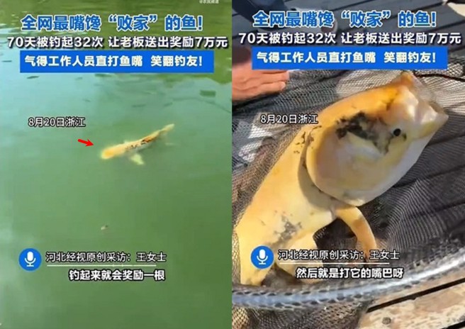 大陸有間釣魚場，釣起魚王就送萬元釣桿，結果上鉤32次，老闆自拍影片打魚巴掌，告知他差點破產。（翻攝微博）