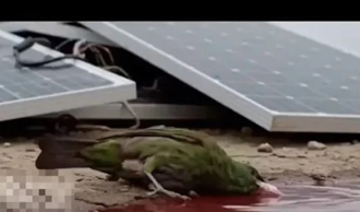 小鳥喝光電板紅水暴斃 影片瘋傳 事實查核平台揭真相