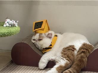 超萌「貓道士」出巡 鬼月招福、牽緣秒圈粉