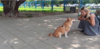 「國際狗狗日」來了！新北7大寵物公園讓毛孩放風開心玩