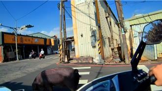 百斤黑毛豬脫逃逛大街 熱心桃園警協助趕回飼養場