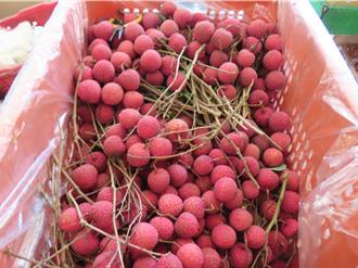 普渡注意！新北抽驗中元食品 「桂味荔枝」驗出2農藥殘留