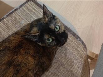 肺臟都是黑的！家有吸菸者 毛孩罹癌風險飆升2到4倍