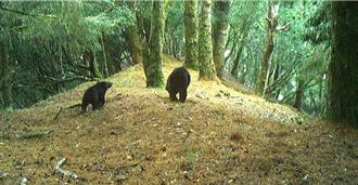 熊出沒注意！玉山瓦拉米步道喜見母子熊散步